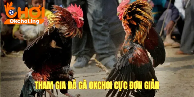 Cách tham gia đá gà đơn giản