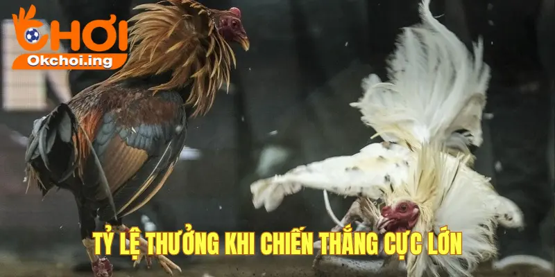 Tỷ lệ thưởng đá gà 