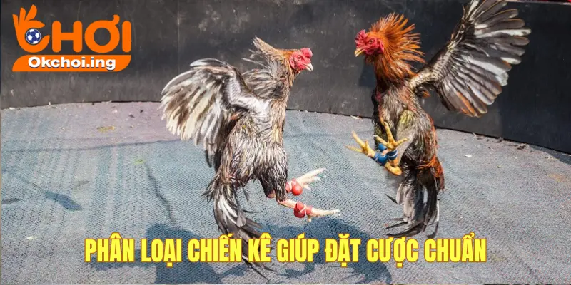 Phân loại gà để cược chuẩn