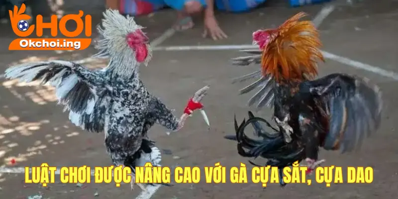 Luật nâng cao đá gà